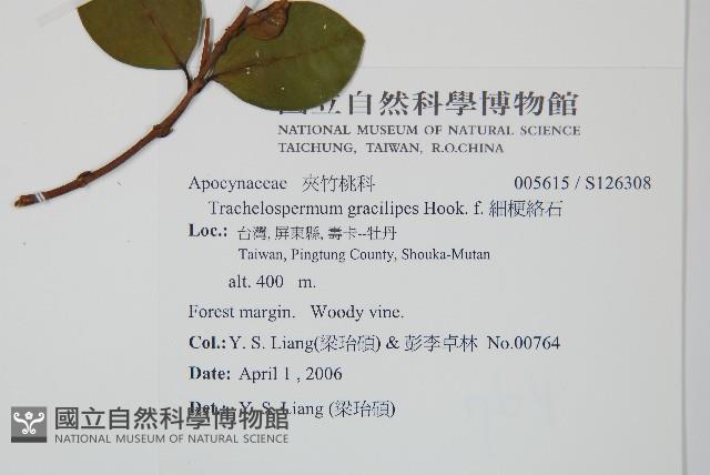 細梗絡石藏品圖，第2張