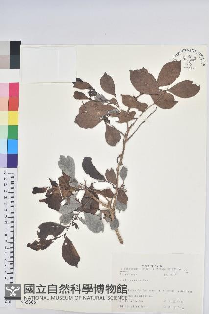 細葉饅頭果藏品圖，第1張