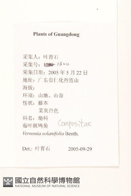 茄葉斑鳩菊藏品圖，第2張