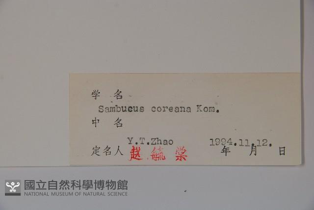 朝鮮接骨木藏品圖，第2張