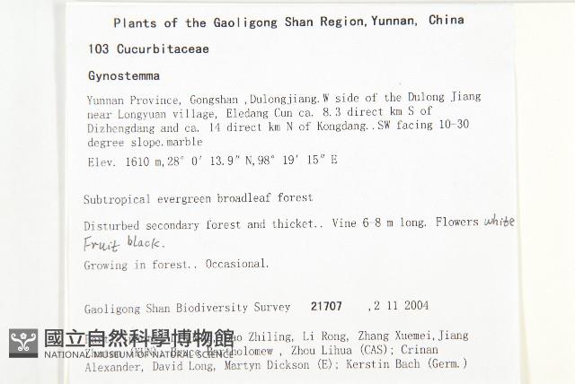 長葉絞股藍藏品圖，第2張
