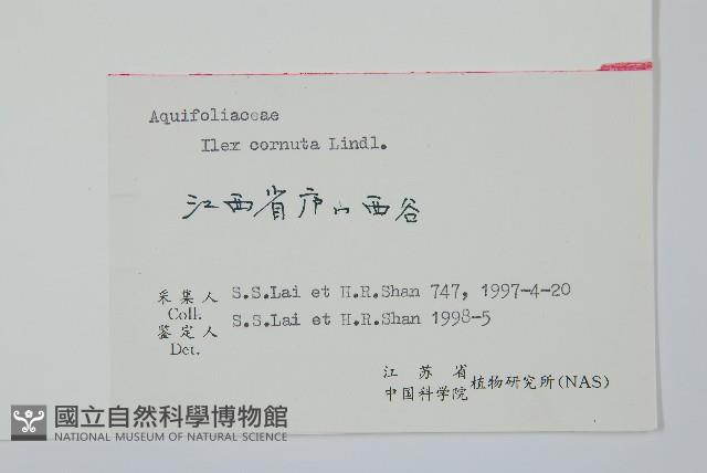 枸骨藏品圖，第2張