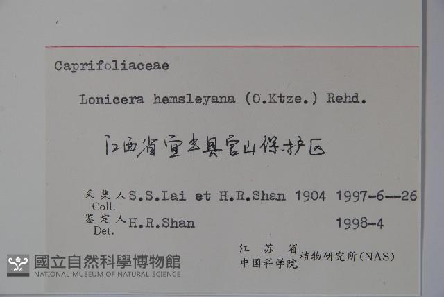 倒卵葉忍冬藏品圖，第2張