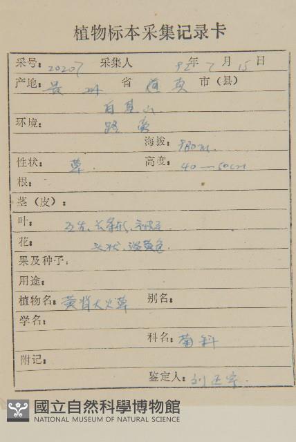 黃褐珠光香青藏品圖，第2張