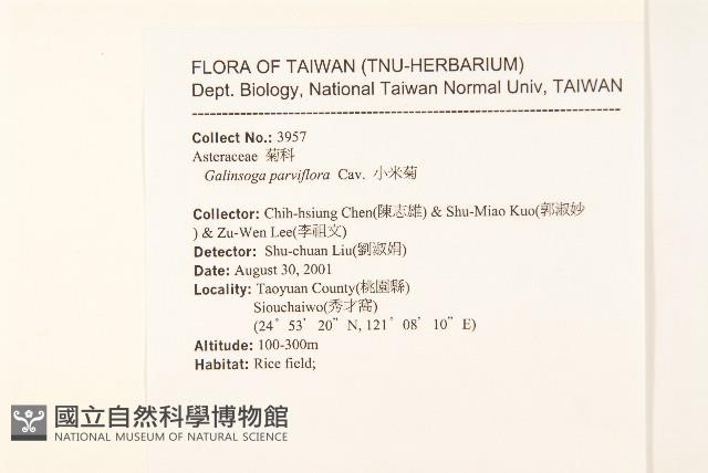 小米菊藏品圖，第2張