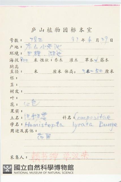 泥胡菜藏品圖，第2張