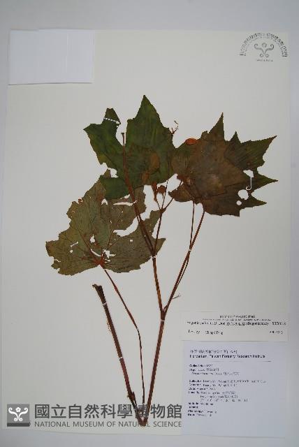 裂葉秋海棠藏品圖，第1張