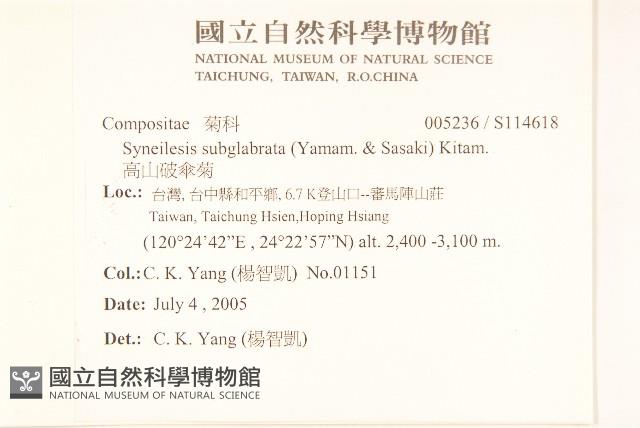 高山破傘菊藏品圖，第2張