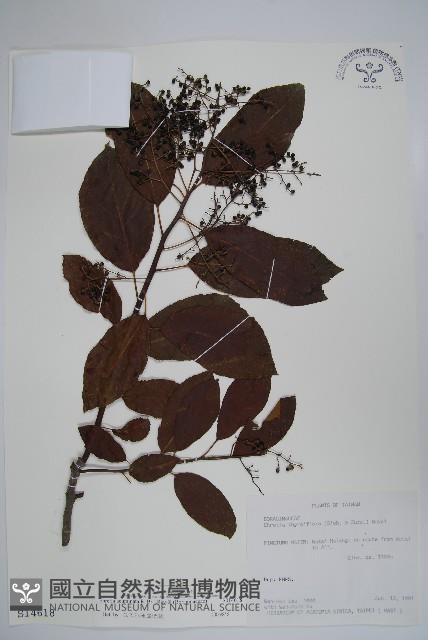 Heliotrope Ehretia Collection Image, Figure 1, Total 2 Figures