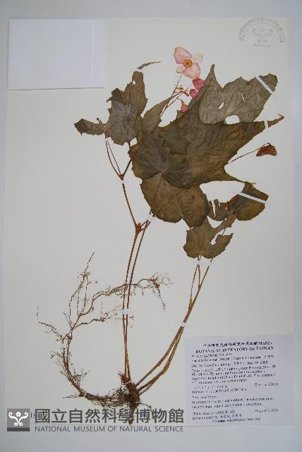 水鴨腳藏品圖，第1張