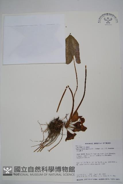 大花細辛、馬蹄香藏品圖，第1張