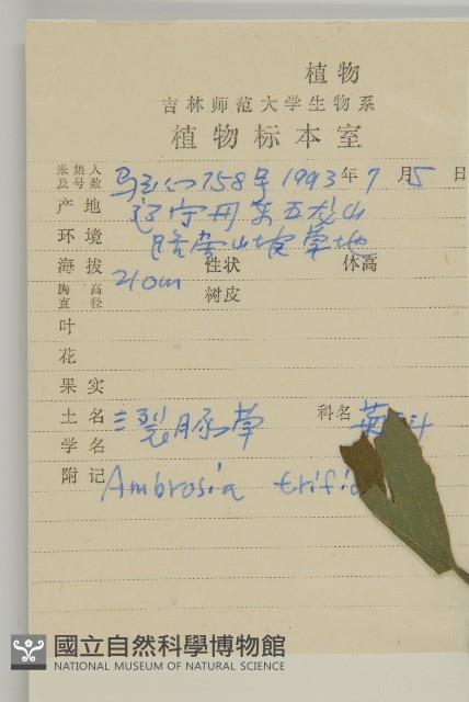 三裂豚草藏品圖，第2張