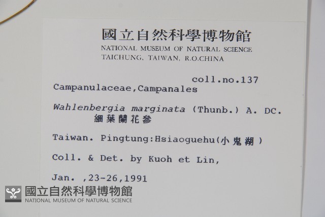 細葉蘭花參藏品圖，第2張