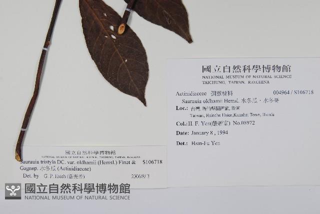 水冬瓜藏品圖，第2張