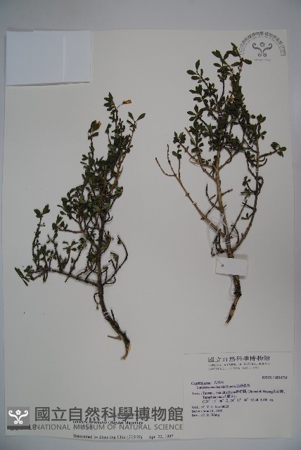川上氏忍冬藏品圖，第1張