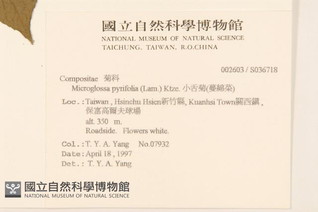 小舌菊、蔓綿菜藏品圖，第2張