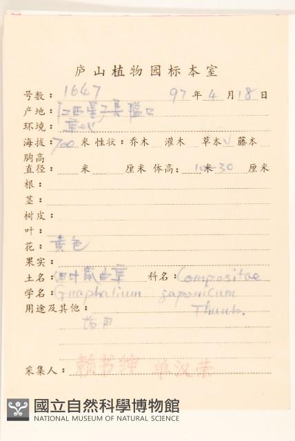 父子草、天青地白藏品圖，第2張