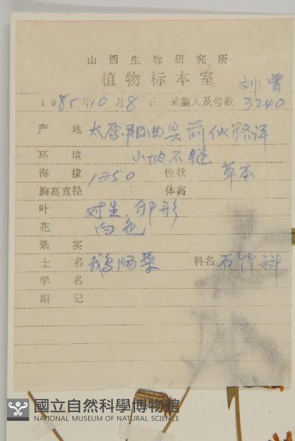 石生蠅子草、山女婁菜藏品圖，第2張