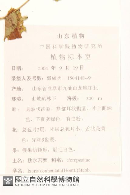 苦實菜藏品圖，第2張