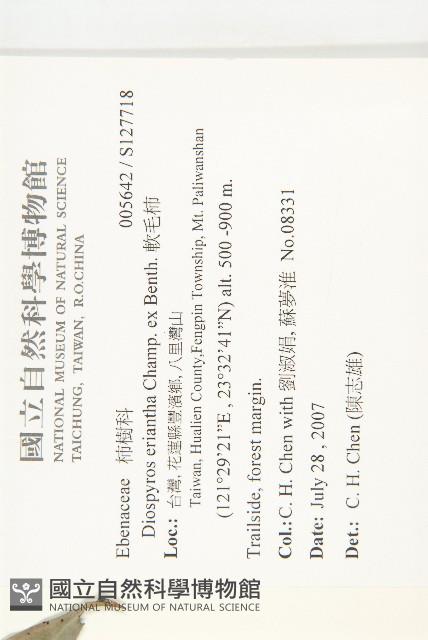 軟毛柿藏品圖，第2張