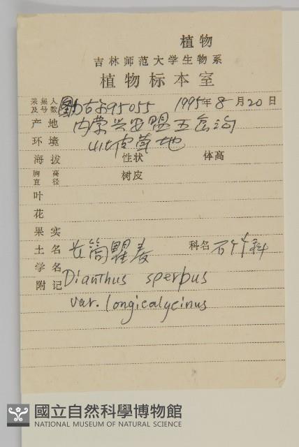 長萼瞿麥藏品圖，第2張