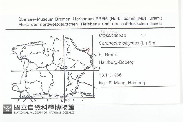 臭濱芥、臭薺藏品圖，第2張