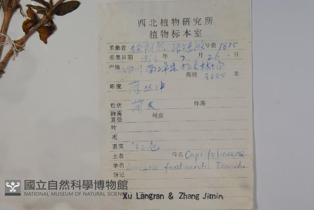 蔥皮忍冬藏品圖，第2張