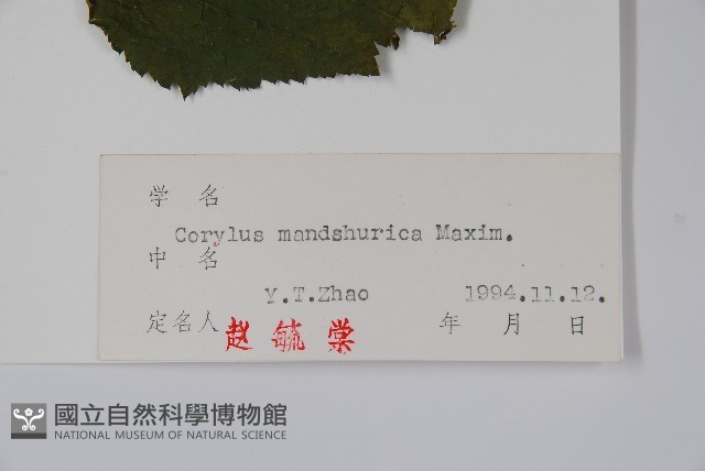 毛榛藏品圖，第2張