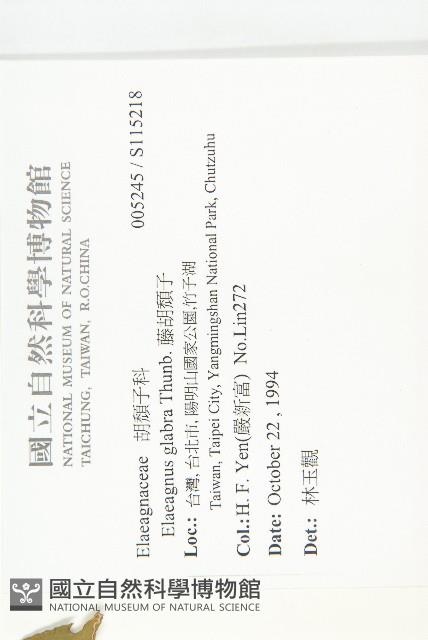 鄧氏胡頹子藏品圖，第2張