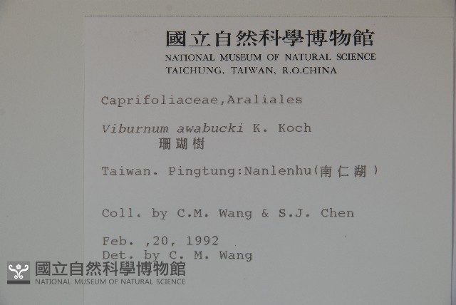 珊瑚樹藏品圖，第2張