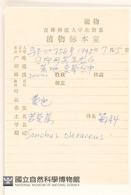 苦滇菜、苦菜藏品圖，第2張