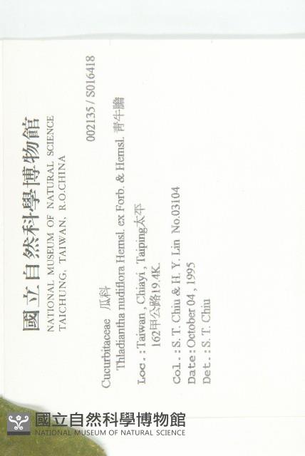 青牛膽藏品圖，第2張