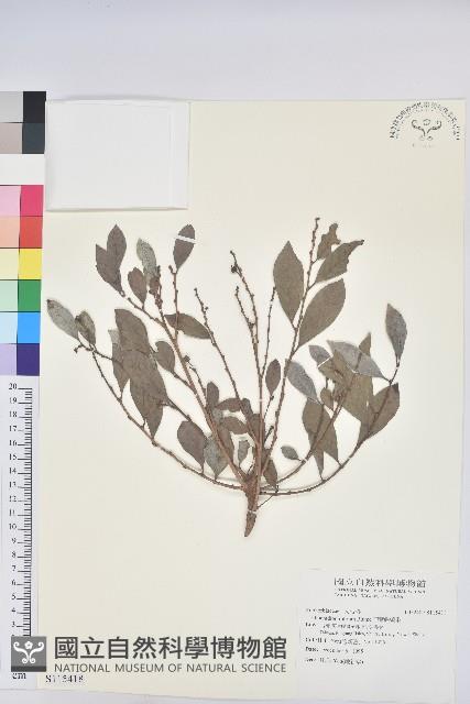 細葉饅頭果藏品圖，第1張