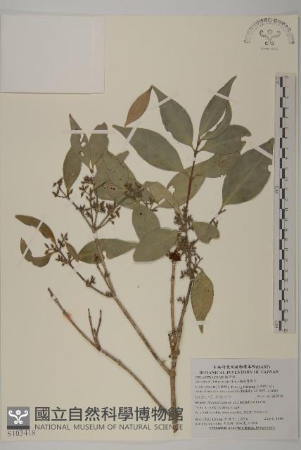 福建賽衛矛、福建假衛矛藏品圖，第1張