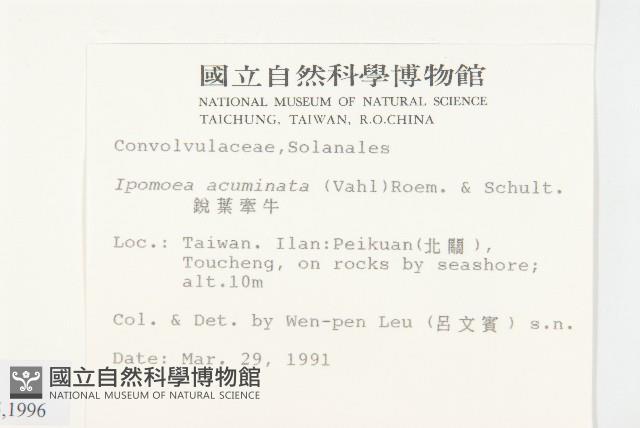 銳葉牽牛藏品圖，第2張