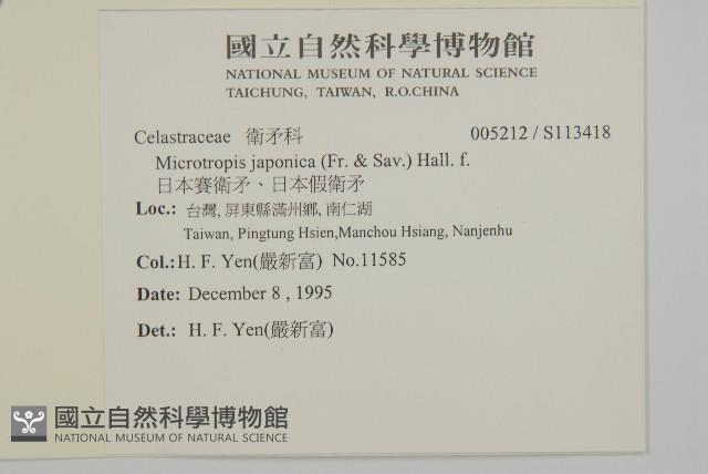 日本賽衛矛、日本假衛矛藏品圖，第2張