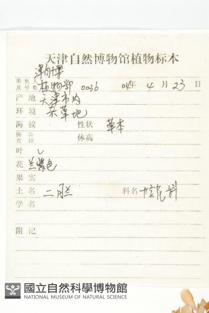 諸葛菜藏品圖，第2張