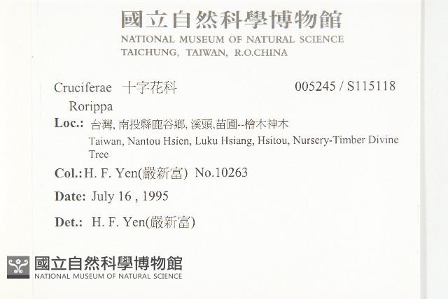 小葶藶藏品圖，第2張