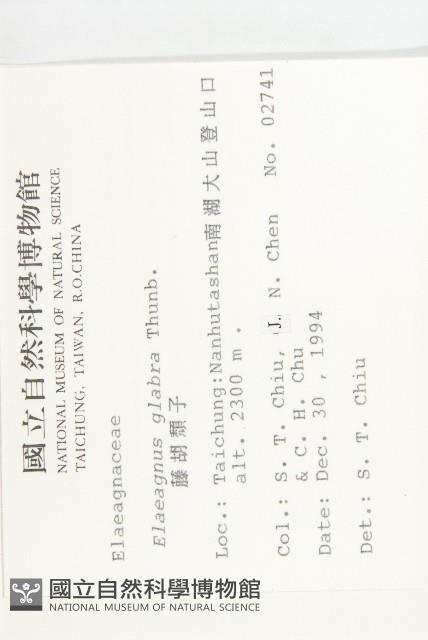 藤胡頹子藏品圖，第2張