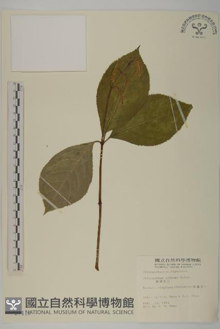 臺灣及己藏品圖，第1張