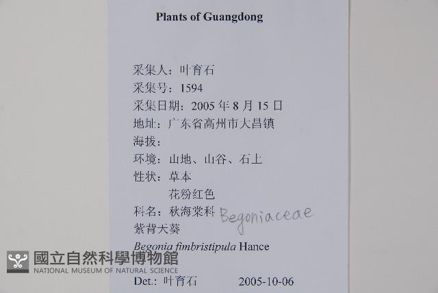 紫背天葵藏品圖，第2張