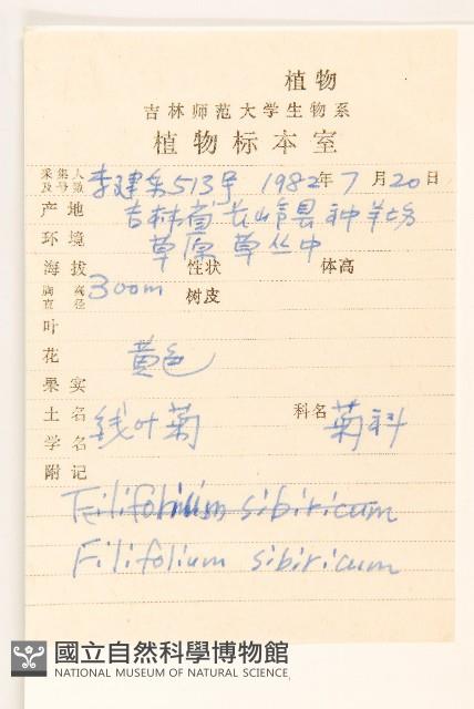 線葉菊藏品圖，第2張