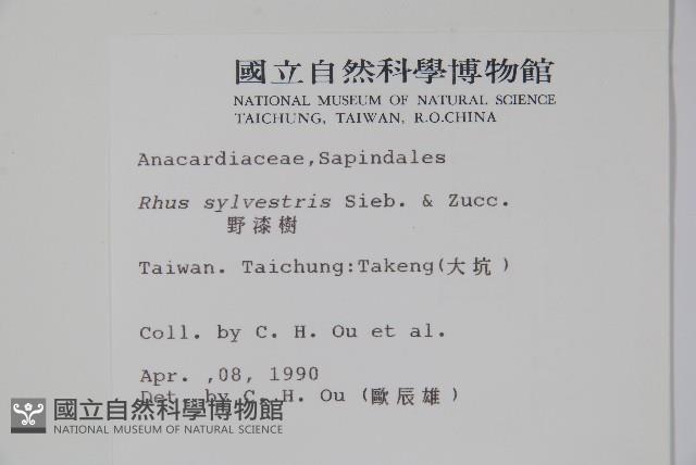 野漆樹藏品圖，第2張