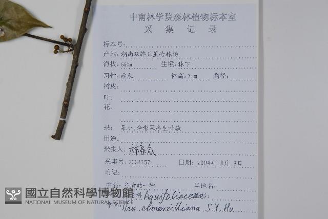 厚葉冬青藏品圖，第2張