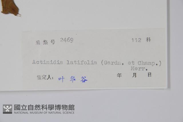 闊葉獼猴桃藏品圖，第2張