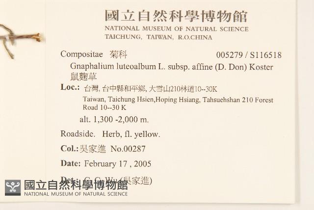 鼠麴草藏品圖，第2張