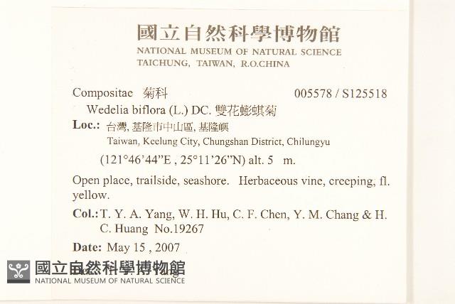 雙花蟛蜞菊藏品圖，第2張