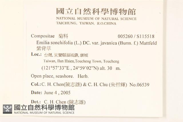 紫背草藏品圖，第2張