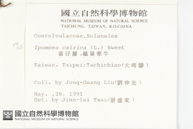 番仔藤藏品圖，第2張