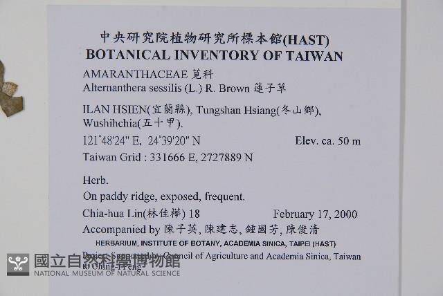 蓮子草藏品圖，第2張